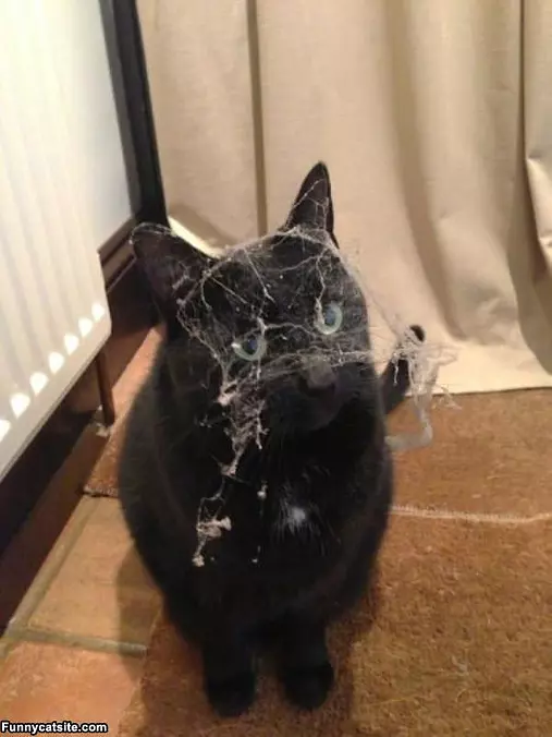 I Hate Spiders