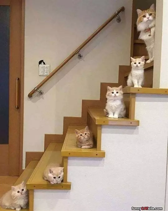 Cats Up Steps