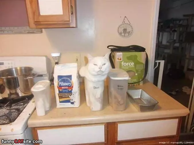 Look How Nice I Fits
