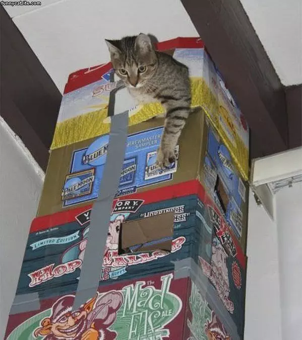 Cat Tower