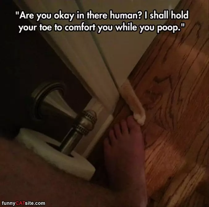 Are You Ok Human