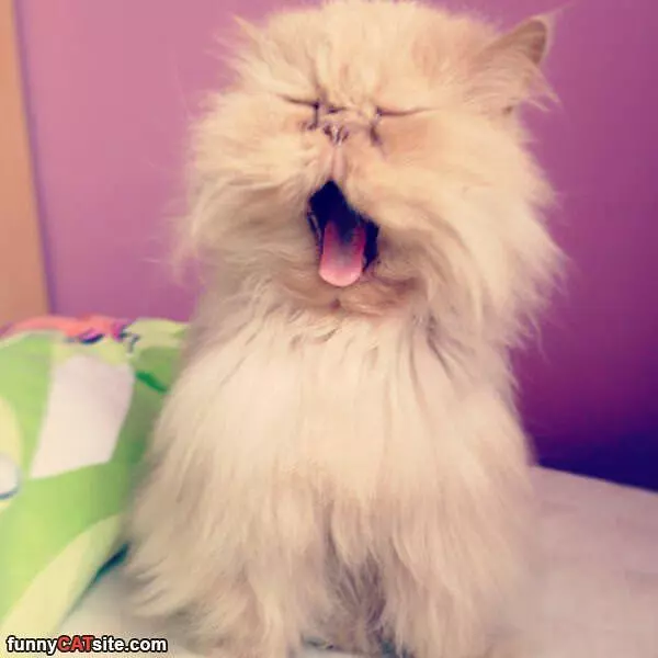 Hugggeee Yawnnnn