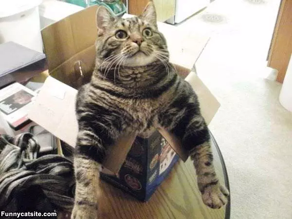 I Love This Box