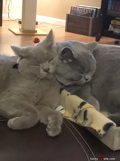 Cuddled Up