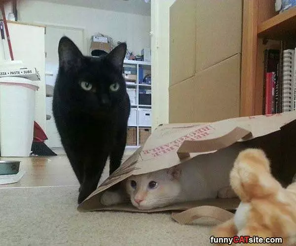 Hide And Seek