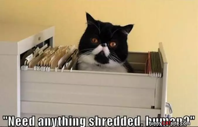 Shredding Cat