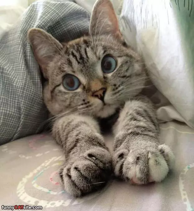 Stretching My Paws