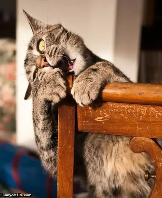 Chair Nom Nom Nom Nom