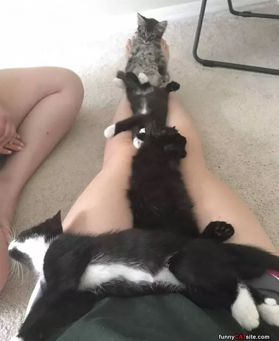 Cats On The Legs
