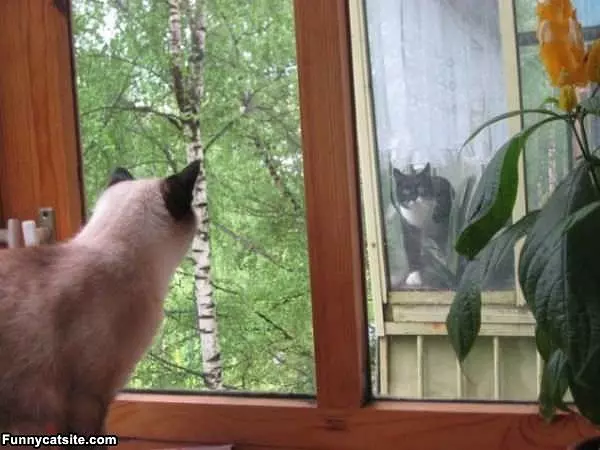 They See Each Other
