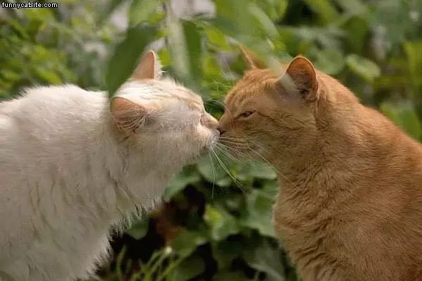 Cat Kiss