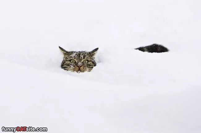 Stuck Out In The Snow