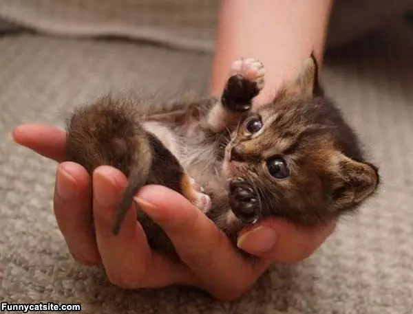 I Fit In A Hand