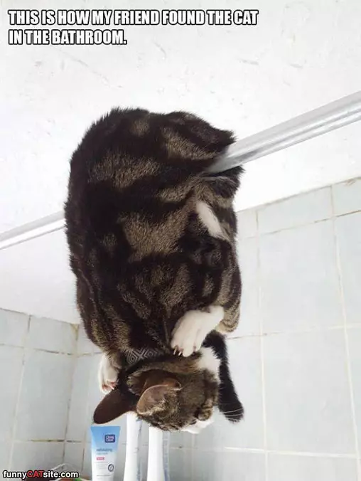 Found The Cat Hanging Around