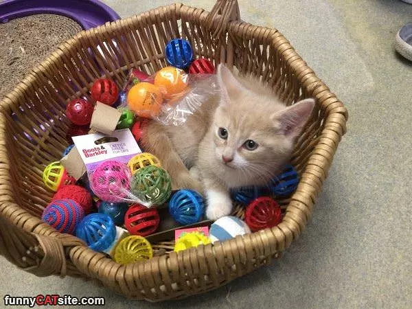In My Basket