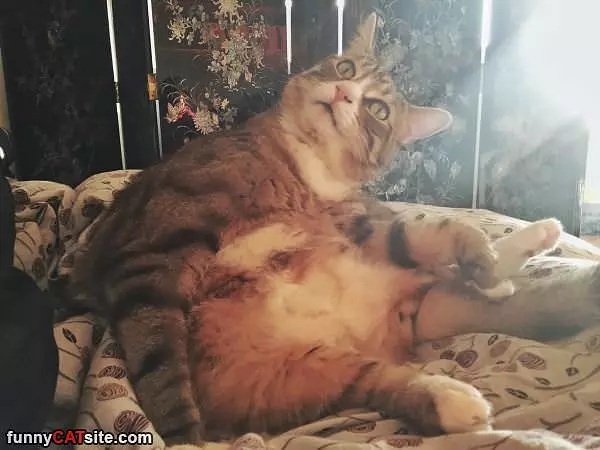 Human What Did You Say