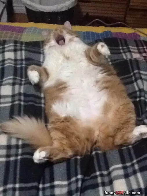 Such A Lazy Day Today