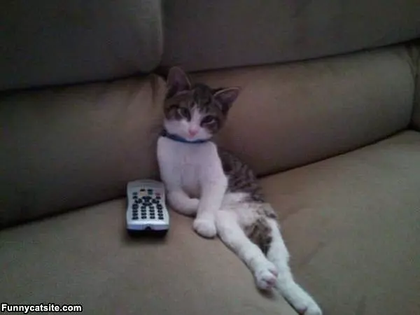 Can We Watch Animal Planet