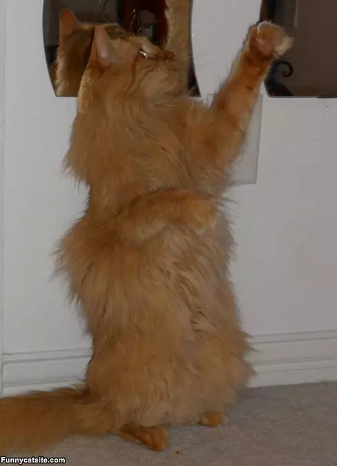 Doing A Little Dance