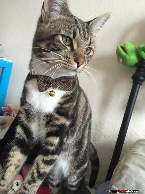 A Classy Cat