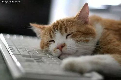 Term Paper Cat