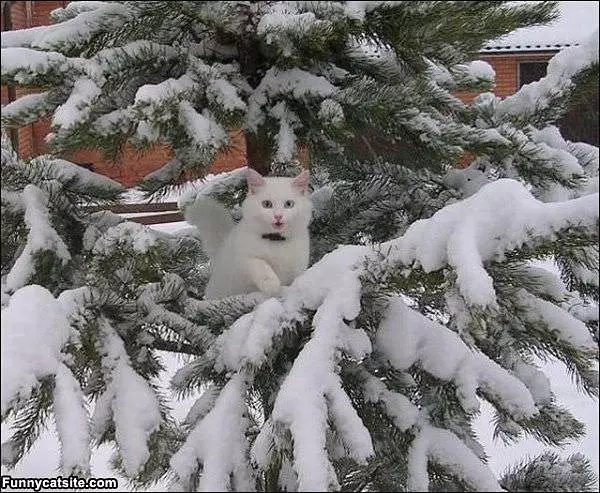 Tree Cat