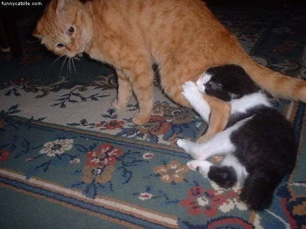 Cats Nommming
