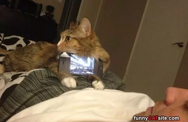 Phone Holder