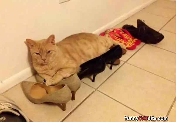 All Over The Shoes