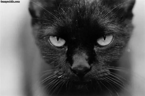Mad Cat