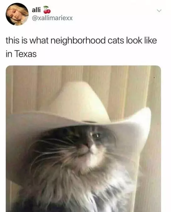 Cats In Texas