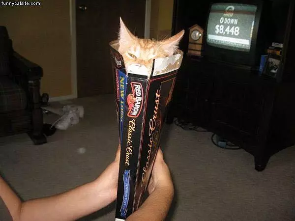 Pack Of Cat