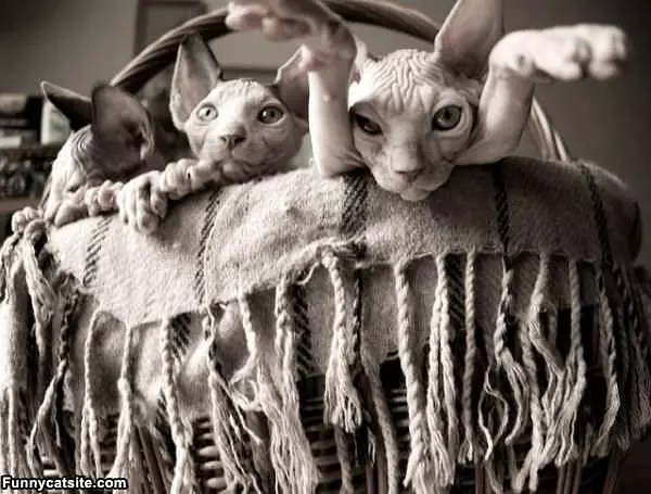 Basket Of Cats