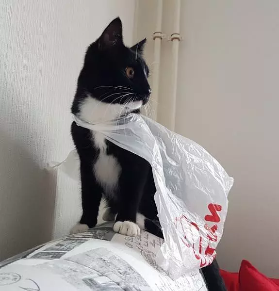 Spider Cat