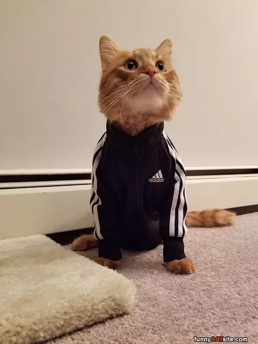 Adidas Cat
