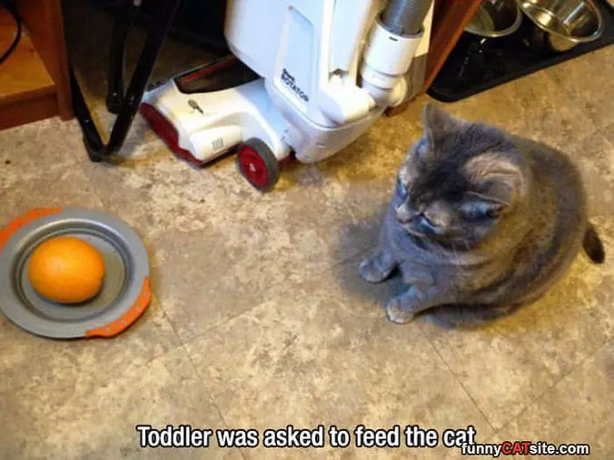 Feed The Cat