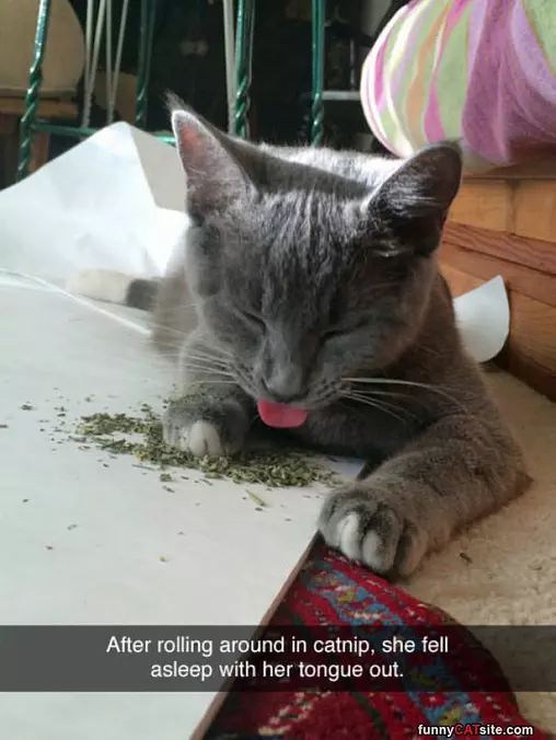 The Nip Is The Best
