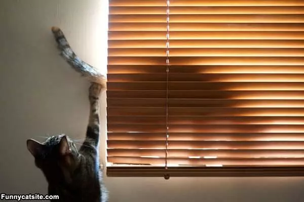 What Is That