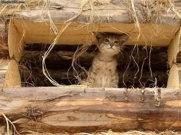 Peaking Out