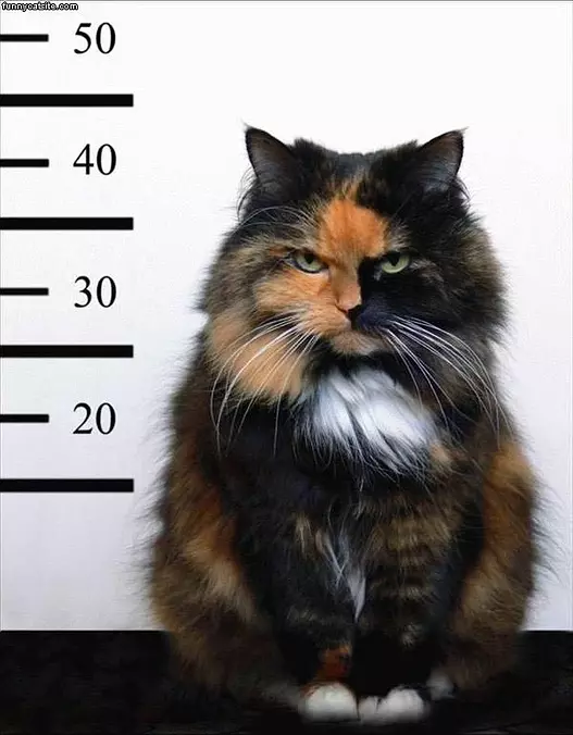 Mug Shot