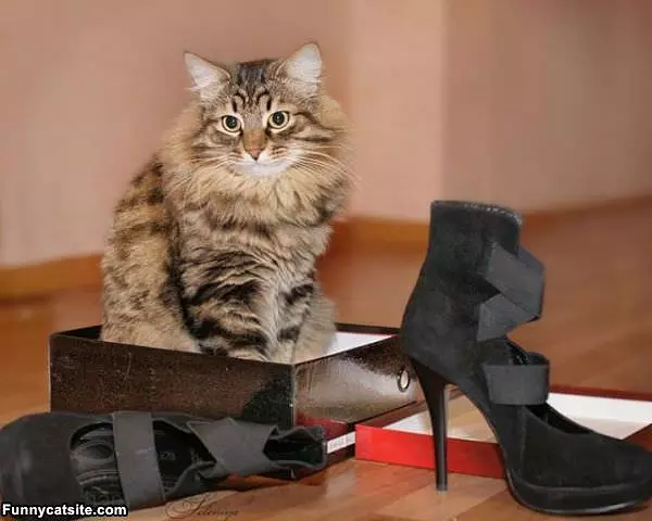Can I Have This Box