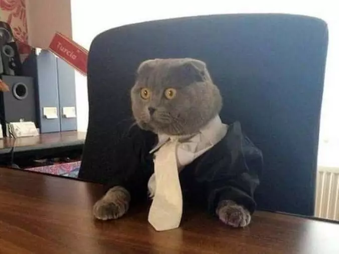 This Cat Means Business