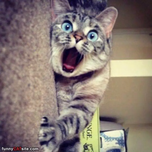 Whaaaaaaaaat
