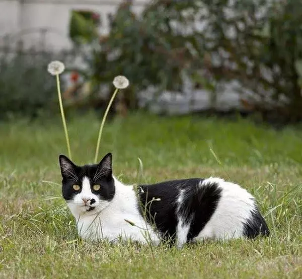 What Big Ears You Have