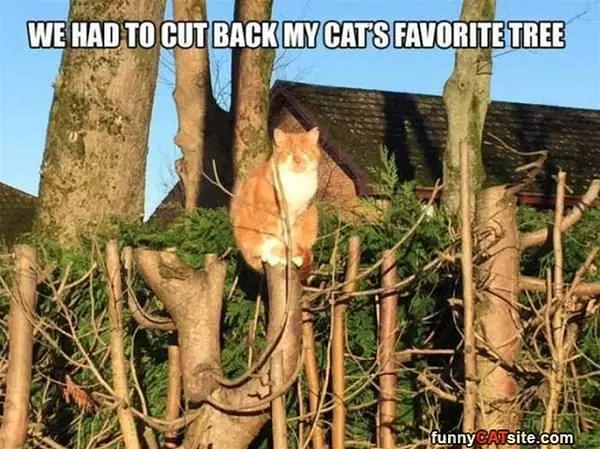 Favorite Tree