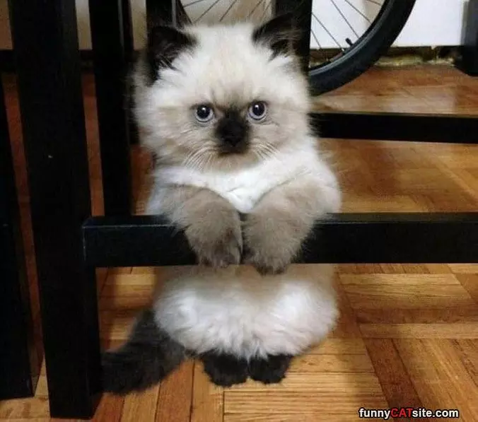 Proof That Cats Are Liquids