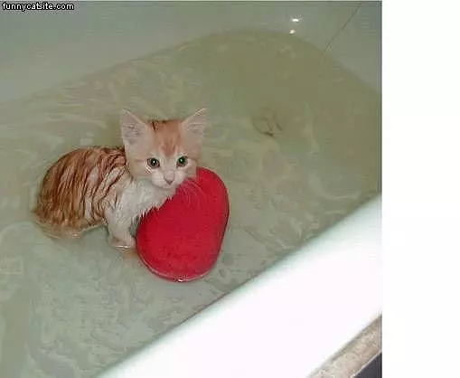 Wet Kitten