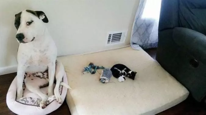 He Stole My Bed