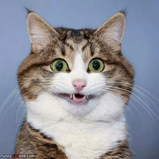 Smile Big For The Camera