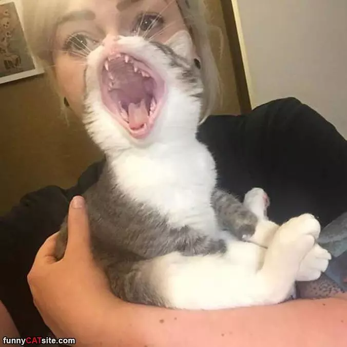 Rawrrrrrrrrrrr